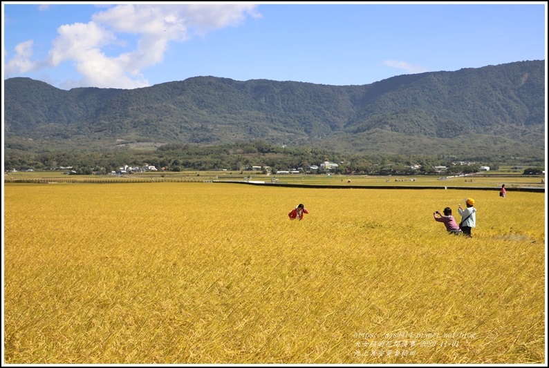 池上黃金稻田-2020-10-60.jpg