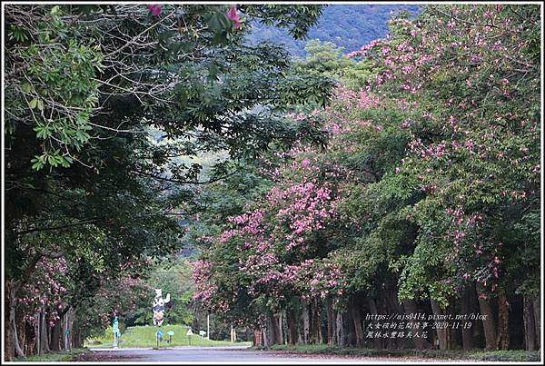 鳳林永豐路上美人花-2020-11-19.jpg