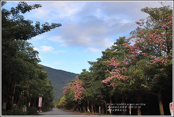 鳳林永豐路上美人花-2020-11-13.jpg