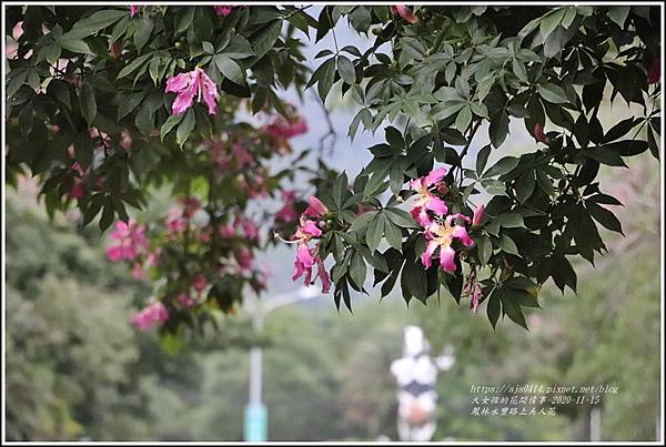 鳳林永豐路上美人花-2020-11-10.jpg