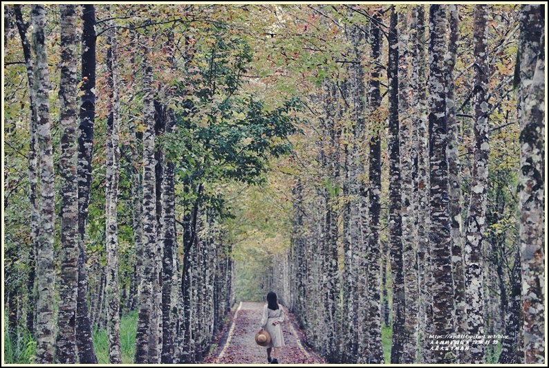 大農大富平地森林,南環自行車道,楓紅美景,低碳旅遊,賞螢森林,光復鄉,新遊客服務中心,花蓮,光復,楓葉,賞楓,南環自行車,拍照,打卡
