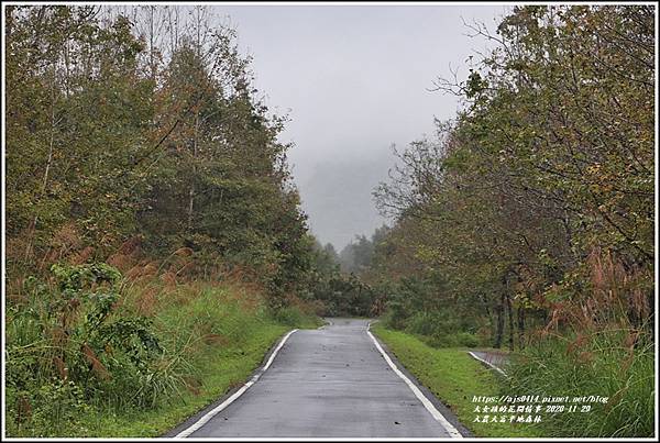 大農大富平地森林(楓林自行車道)-2020-11-34.jpg