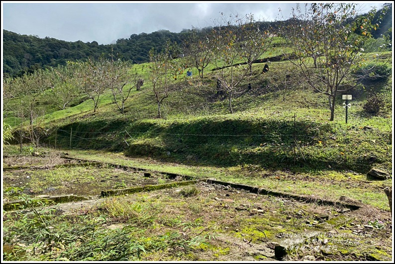 大禮步道(大禮部落)-2020-11-64.jpg