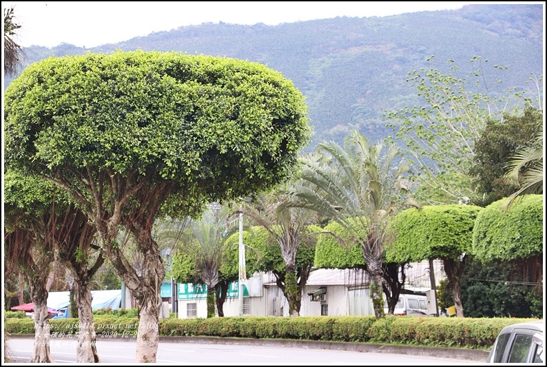 台9線鳳林段(榕樹)-2020-12-14.jpg