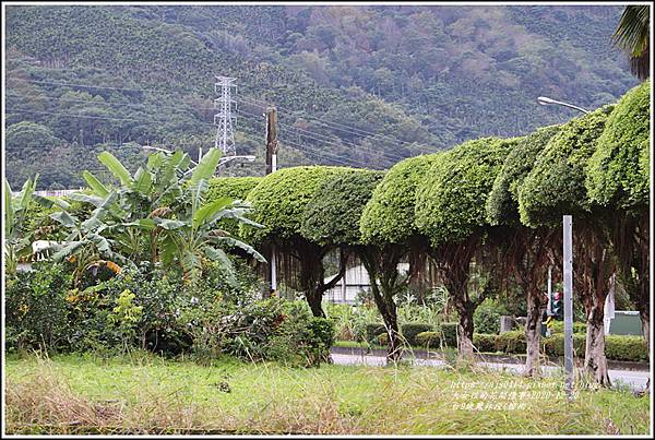 台9線鳳林段(榕樹)-2020-12-05.jpg