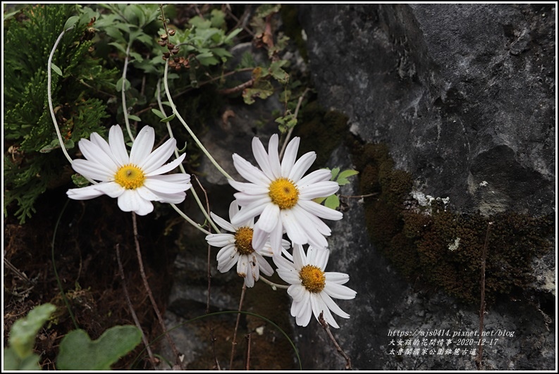 太魯閣國家公園錐麓古道-2020-12-138.jpg