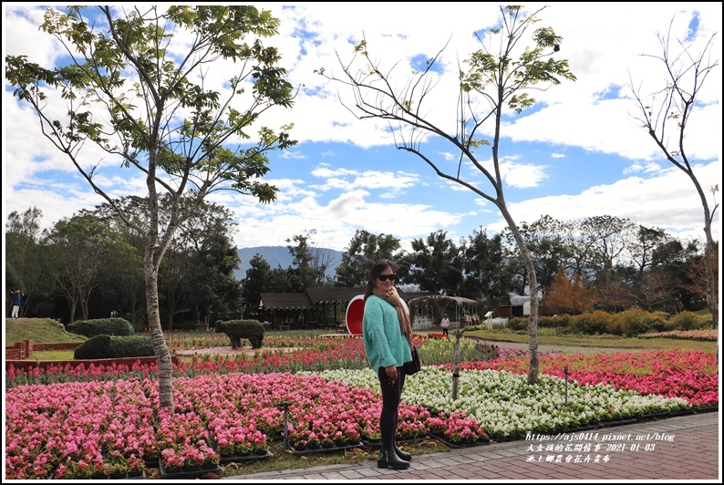 台東 21年池上鄉農會花卉畫布 新年走春 繽紛的花海 心動盪漾 賞花遊拍 輕旅行