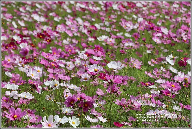 台東 21年池上鄉農會花卉畫布 新年走春 繽紛的花海 心動盪漾 賞花遊拍 輕旅行