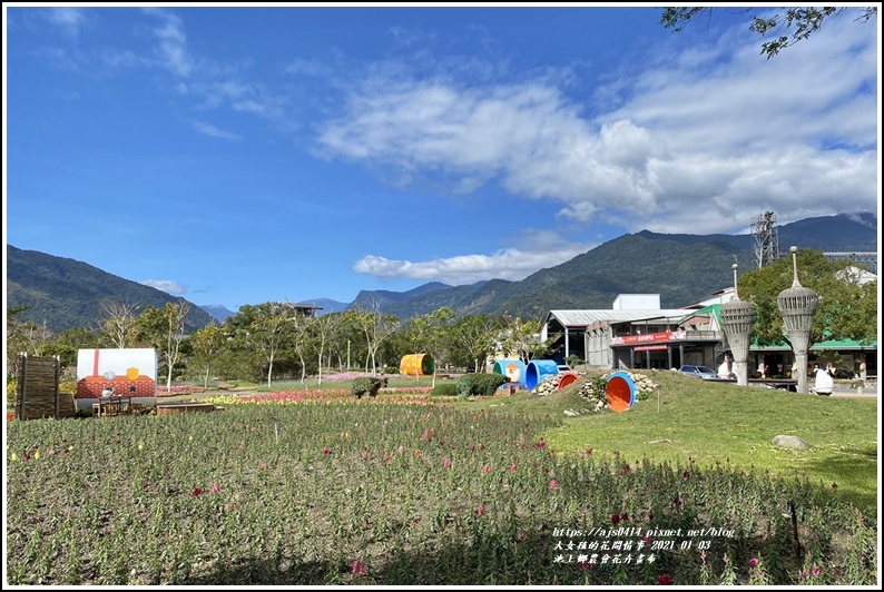 台東 21年池上鄉農會花卉畫布 新年走春 繽紛的花海 心動盪漾 賞花遊拍 輕旅行