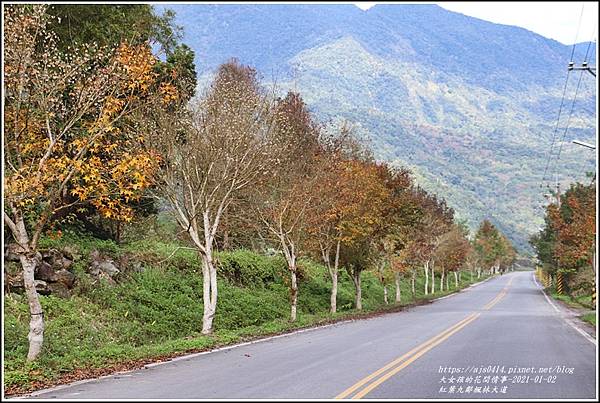 紅葉9鄰楓林大道-2021-01-18.jpg