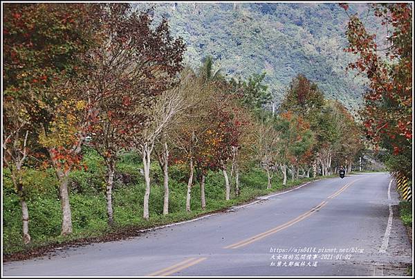 紅葉9鄰楓林大道-2021-01-17.jpg