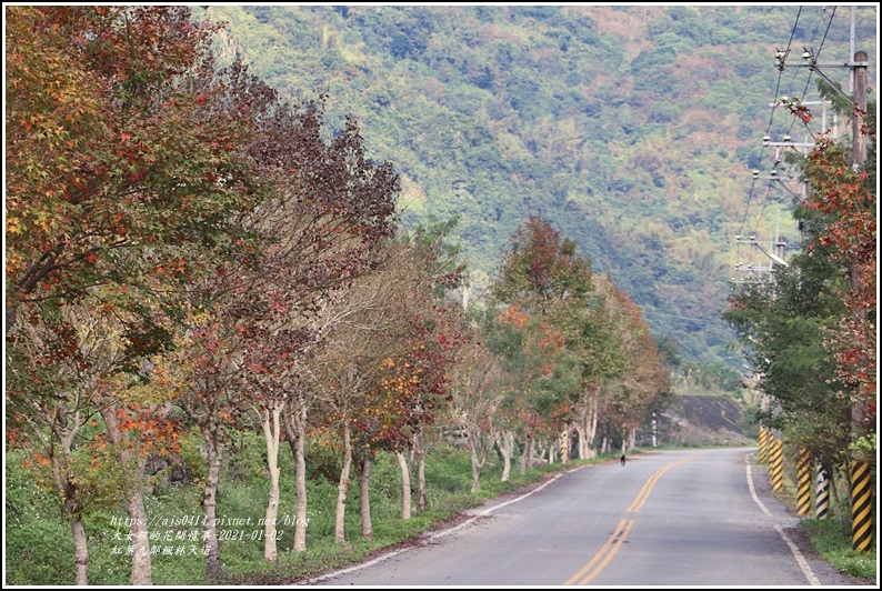 紅葉9鄰楓林大道-2021-01-19.jpg