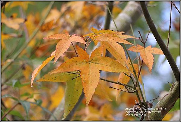 紅葉9鄰楓林大道-2021-01-16.jpg