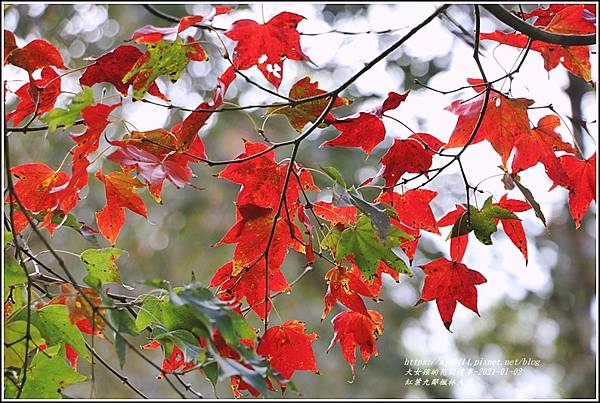 紅葉9鄰楓林大道-2021-01-15.jpg