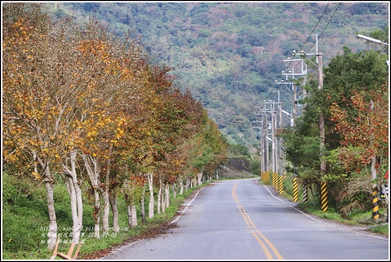 紅葉9鄰楓林大道-2021-01-12.jpg