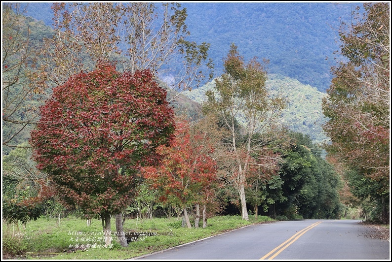 紅葉9鄰楓林大道-2021-01-10.jpg