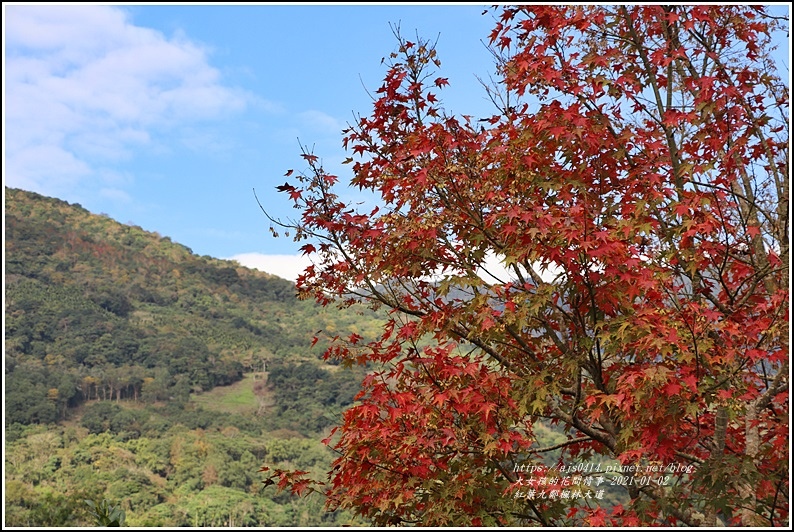 紅葉9鄰楓林大道-2021-01-09.jpg