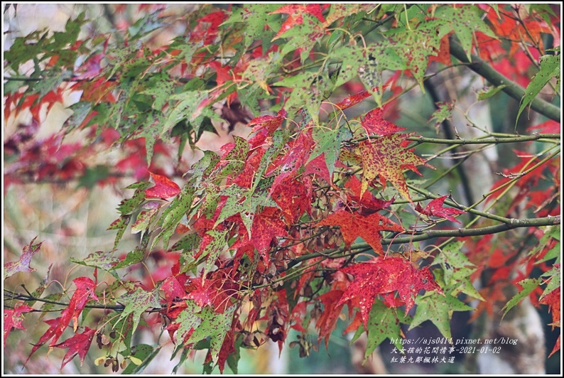 紅葉9鄰楓林大道-2021-01-05.jpg