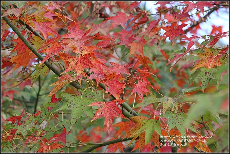 紅葉9鄰楓林大道-2021-01-06.jpg