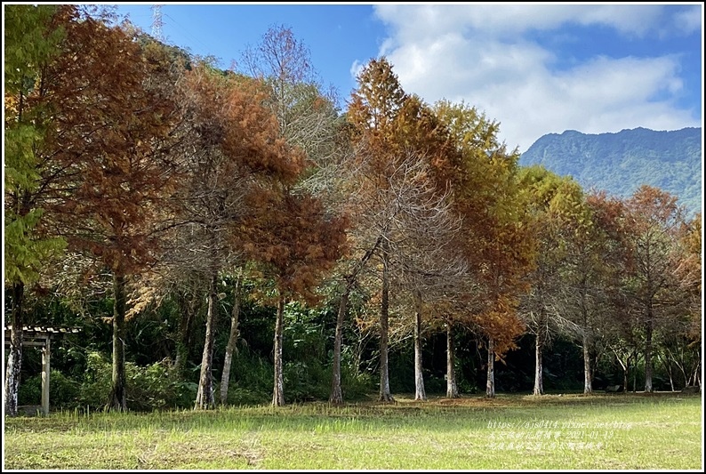 光復森林公園(落羽松)-2021-01-19.jpg