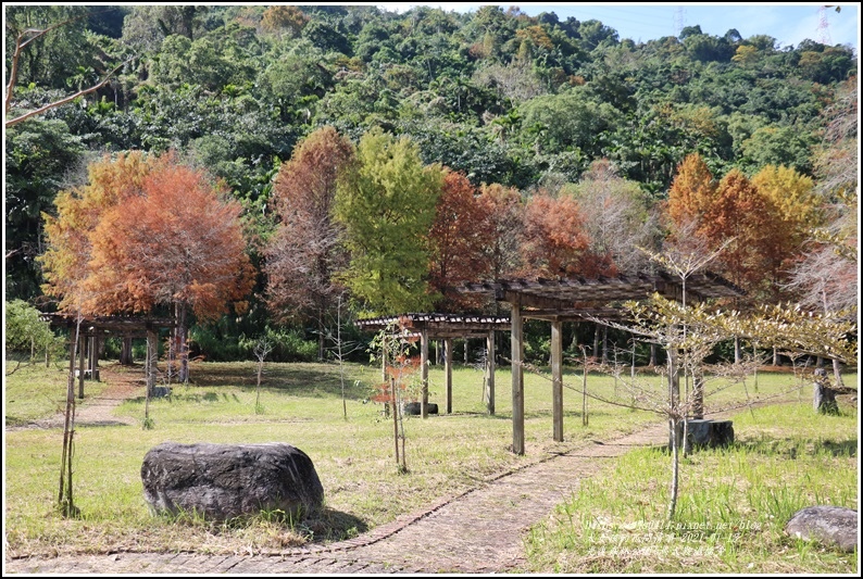 光復森林公園(落羽松)-2021-01-21.jpg