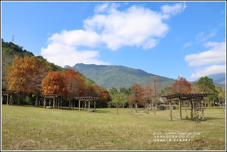 光復森林公園(落羽松)-2021-01-13.jpg