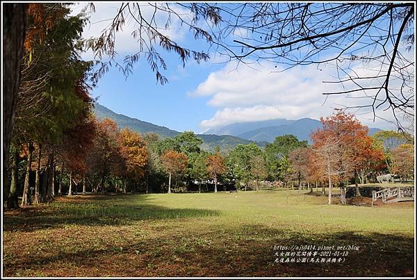 光復森林公園(落羽松)-2021-01-11.jpg