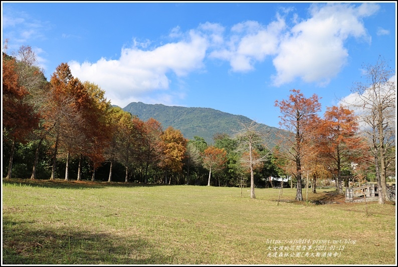 光復森林公園(落羽松)-2021-01-01.jpg