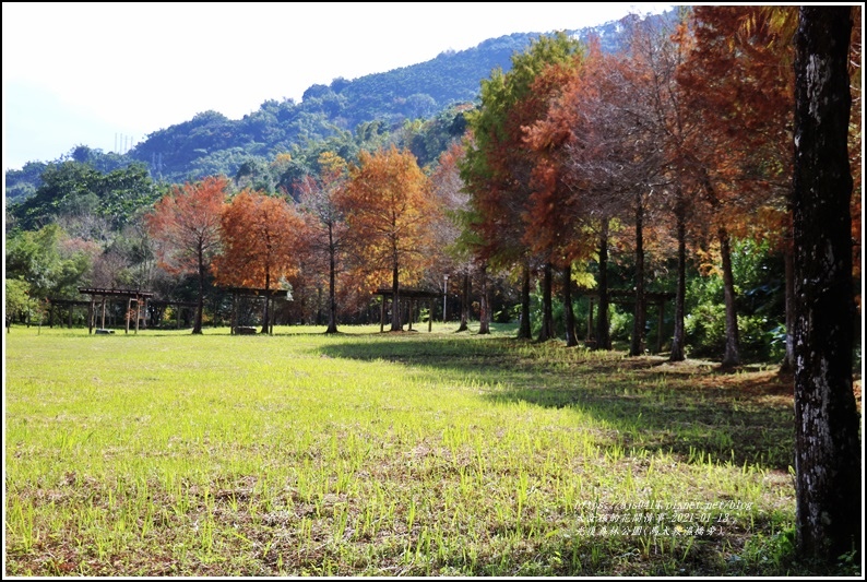 光復森林公園,落羽松,花蓮,馬太鞍橋,吉利潭,雲山水植物農場,冬季旅遊,光復,馬太鞍,秘境,冬季,秋冬,拍照