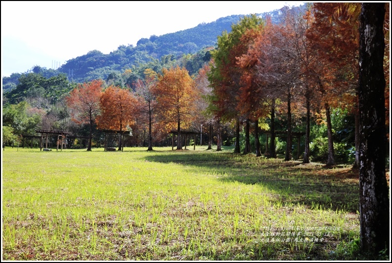 花蓮,光復,馬太鞍,光復森林公園,落羽松,秘境,冬季,秋冬,拍照,打卡,花蓮景點