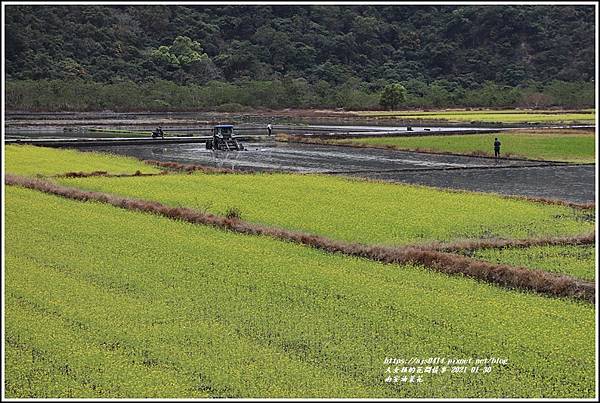 南安油菜花田-2021-01-10.jpg