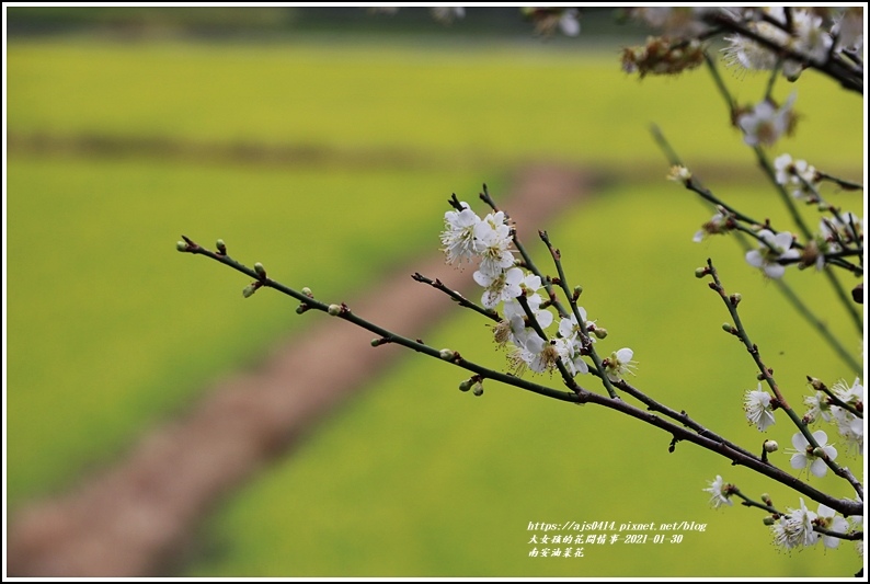 南安油菜花田-2021-01-14.jpg