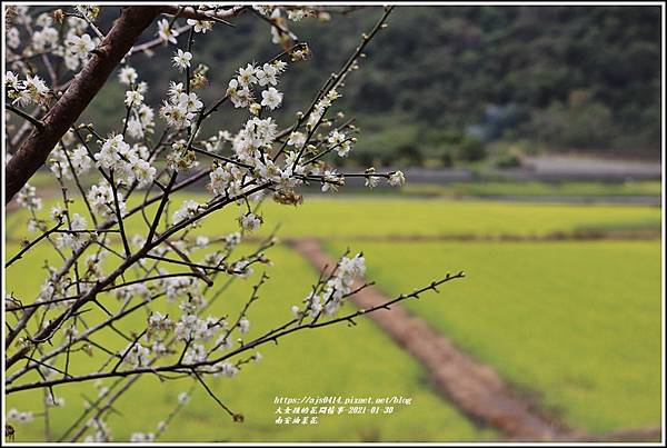 南安油菜花田-2021-01-16.jpg