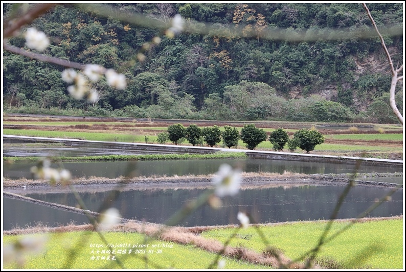 南安油菜花田-2021-01-17.jpg