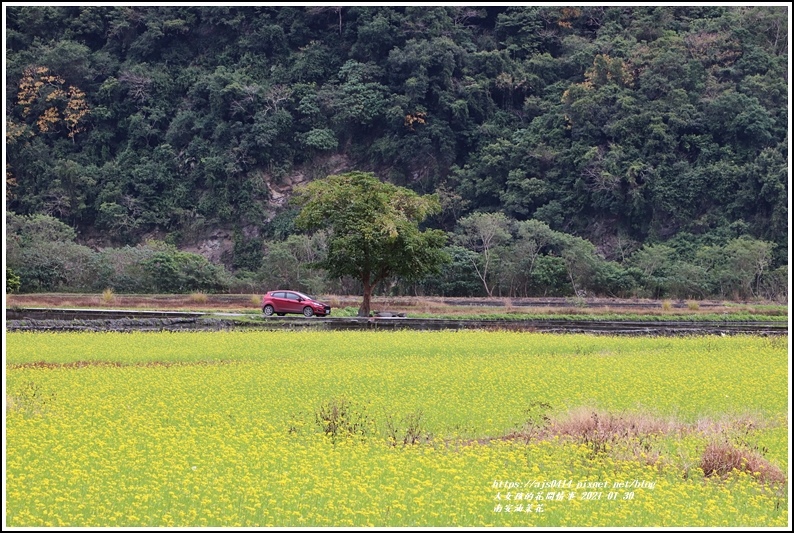 南安油菜花田-2021-01-21.jpg