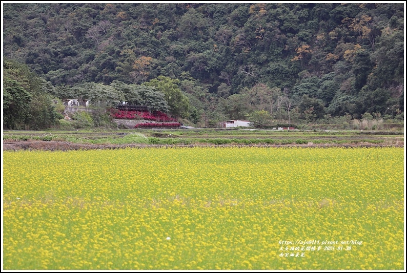 南安油菜花田-2021-01-23.jpg