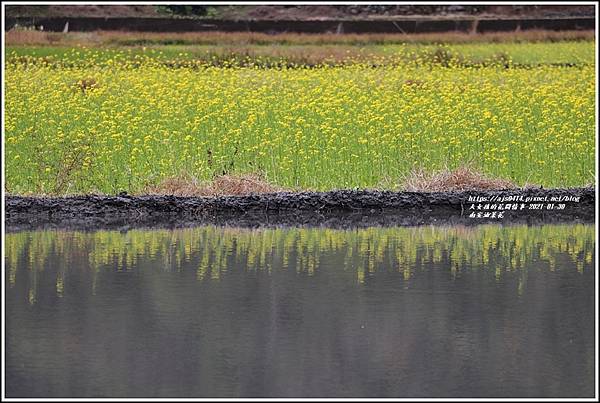 南安油菜花田-2021-01-26.jpg