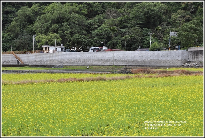 南安油菜花田-2021-01-34.jpg