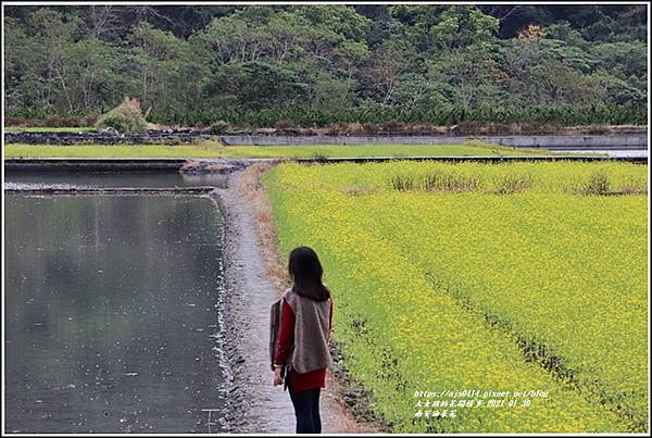 南安油菜花田-2021-01-47.jpg