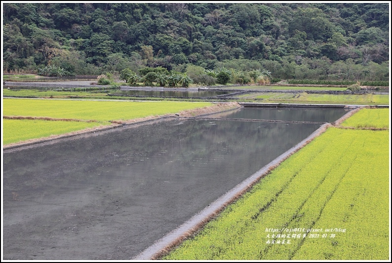 南安油菜花田-2021-01-52.jpg