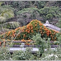 南安油菜花田-2021-01-56.jpg