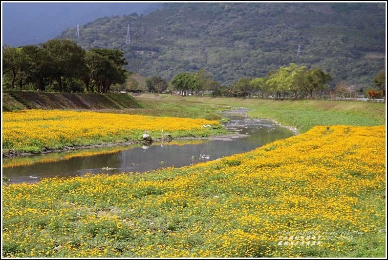 鳳林溪水岸黃波斯-2021-02-07.jpg