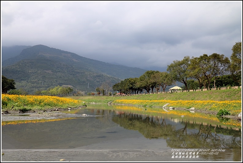 鳳林溪水岸黃波斯-2021-02-08.jpg