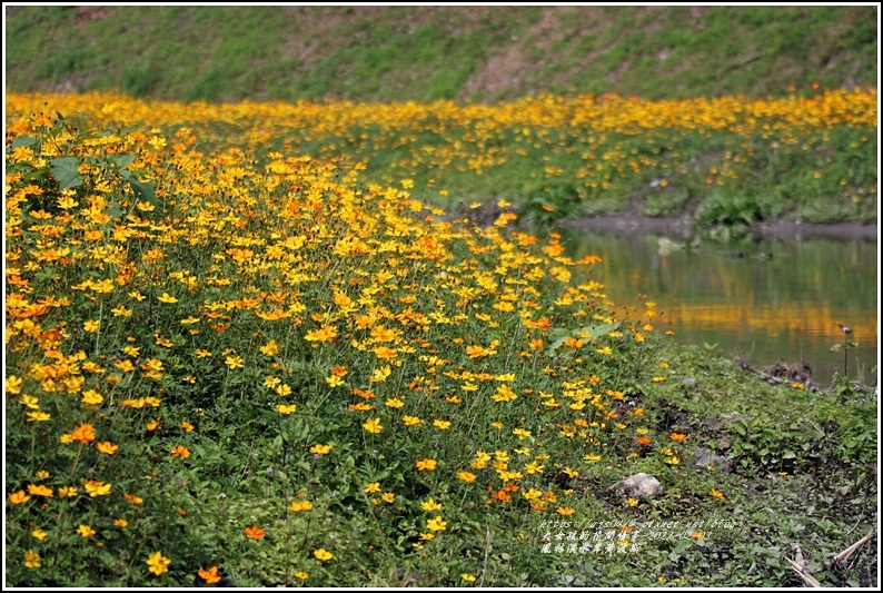 鳳林溪水岸黃波斯-2021-02-12.jpg