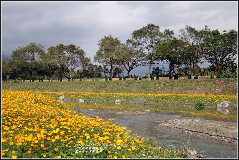 鳳林溪水岸黃波斯-2021-02-11.jpg