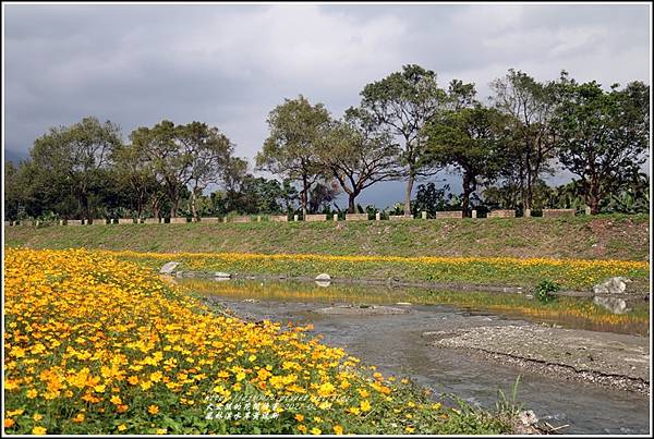 鳳林溪水岸黃波斯-2021-02-11.jpg