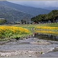 鳳林溪水岸黃波斯-2021-02-18.jpg