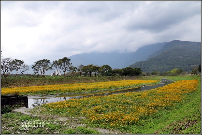 鳳林溪水岸黃波斯-2021-02-42.jpg