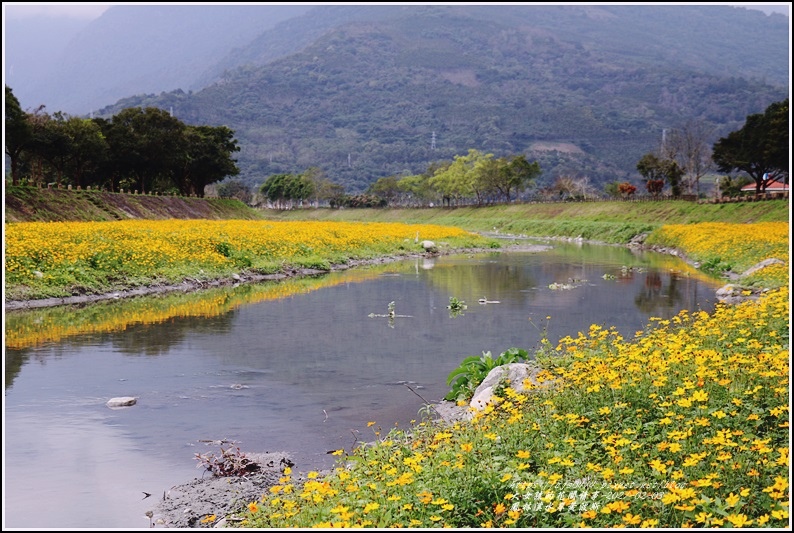 鳳林溪水岸黃波斯-2021-02-36.jpg