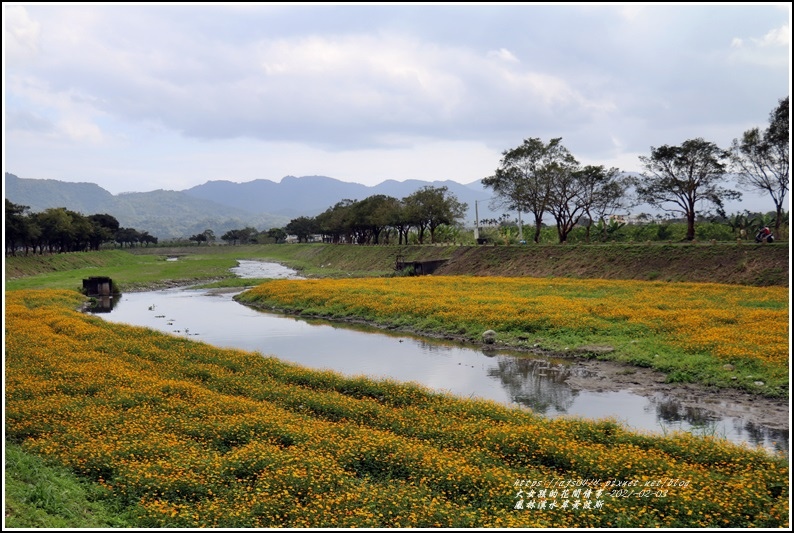 鳳林溪水岸黃波斯-2021-02-48.jpg